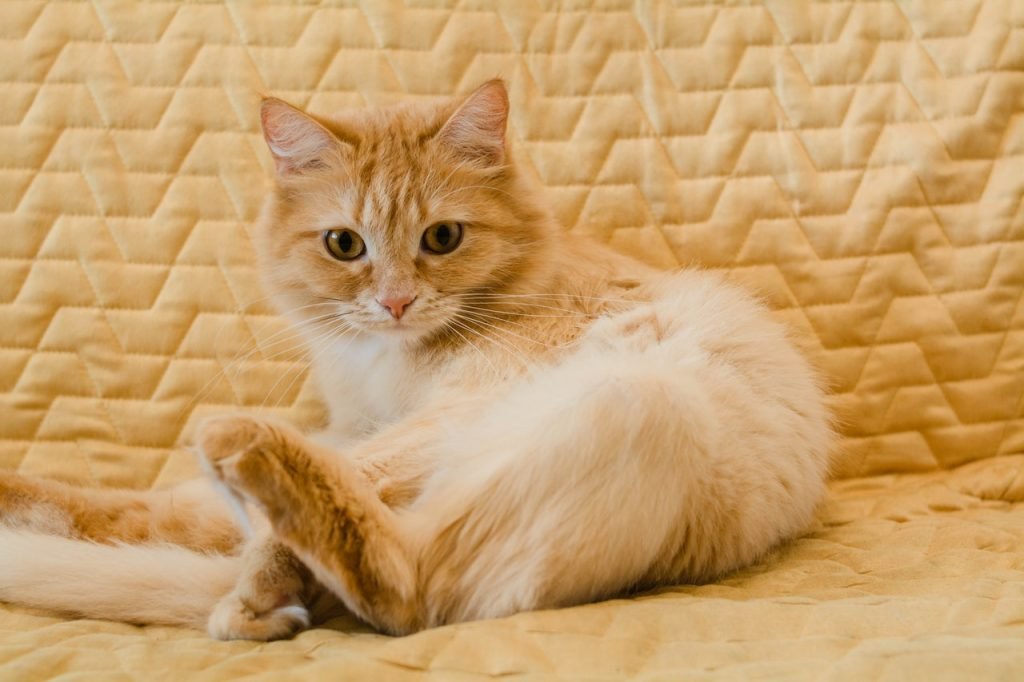 cat cleaning wipes