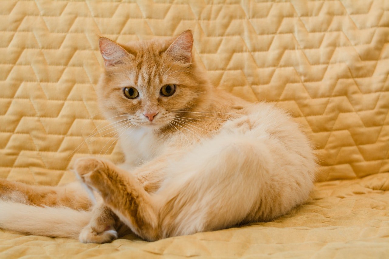 A myth about cat cleaning wipes that you should know!